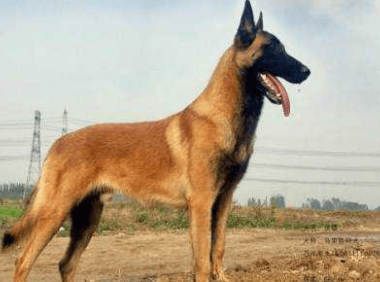 马犬和狼青哪个护主,解密狗狗爱不爱你