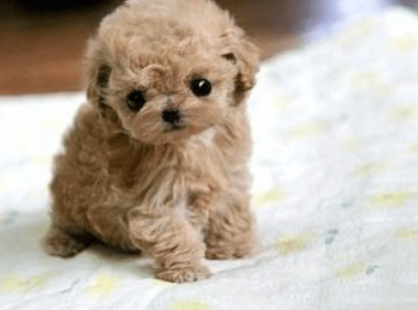 泰迪的颜色为什么会变浅?这几种原因都会导致