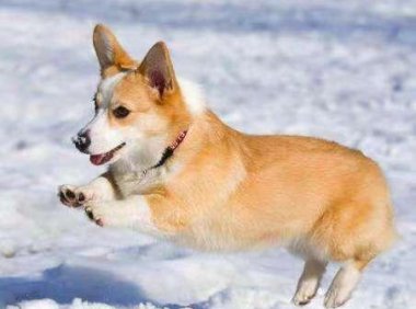 柯基犬的训练方法,三招轻松搞定