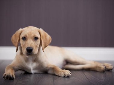 狗狗不配合训练怎么办？好的方法才会事半功倍