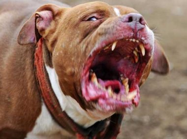 比特犬哪个血系最凶？没有绝对性