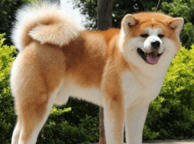 跟秋田犬很像的狗,柴犬和它可能是亲兄弟