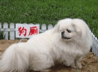 狗狗拉屎怎么训练,只能说严师出高徒!