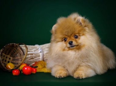 博美犬的喂养和日常护理,做好这几点