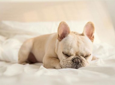 法斗和贵宾犬哪个厉害?只能从这些方面来对比