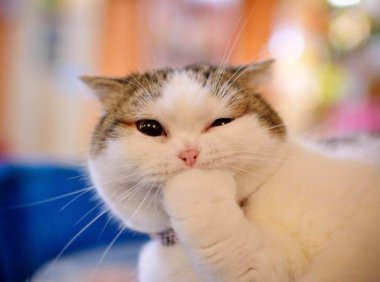 如何让猫咪喜欢你?爱一定是相互性的