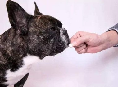 狗狗如何驱虫?体内体外都要这样驱虫