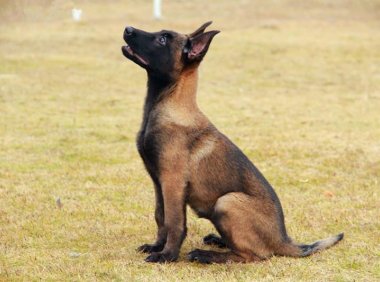 马犬几个月训练最好,你家马犬错过时机了吗