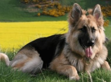 德国牧羊犬能长多大?可能是比较大的狗了