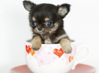 博美犬和茶杯犬的区别？这些区别都很明显