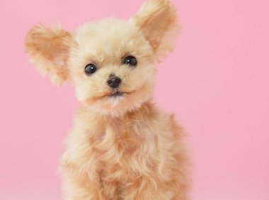 如何训练狗狗上厕所？掌握方法很重要