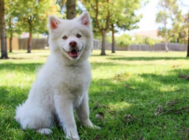 狗狗脱毛怎么办？日常护理要勤快