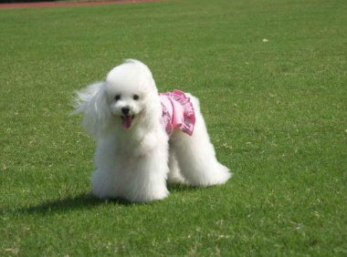 泰迪犬怎么看纯不纯,四个实用的辨别方法