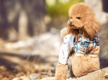 贵宾犬有哪几种颜色最好看？比较常见的是这几种