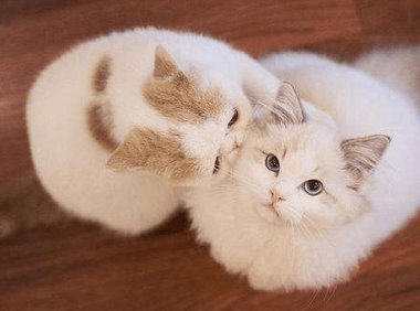 猫藓会自愈吗？特定的情况下需要时间