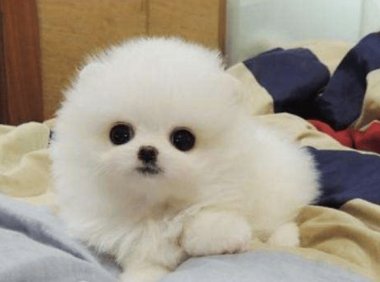 博美减肥吃什么好?可以采取这些方法来