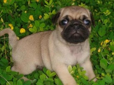 巴哥幼犬多少钱一只?价格都是大同小异的