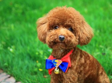 泰迪营养餐最简单做法,简单易上手