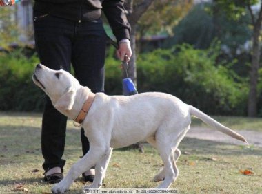 拉布拉多好不好?养过爱过就不后悔