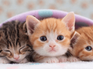 小猫几个月打疫苗，注意别错过最佳时间