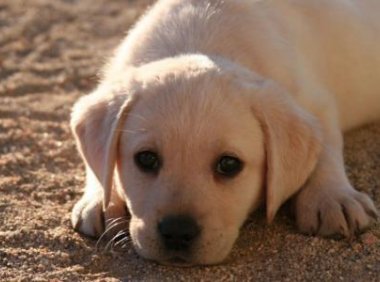 边牧和拉布拉多哪个好？来听听养宠达人怎么说