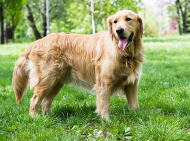 金毛吃什么狗粮？主要还是看经济实力