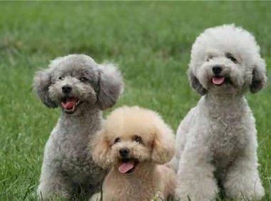 贵宾犬皮肤病能自愈吗？这个就要视情况来判断了