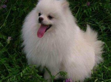 博美皮肤病要剃毛吗?一般的建议是这样的