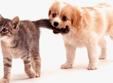 宠物可以出国旅游吗?出行攻略来看看