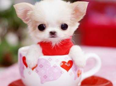 茶杯犬的寿命多长,茶杯犬“短命”背后残忍真相