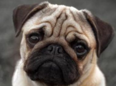 巴哥犬的价格贵吗,可能不是很贵