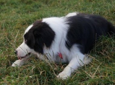 边牧训练方法及口令,拿笔来记好了