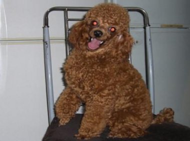 贵宾犬怎样训练?都是要耐心的