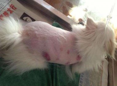 博美犬掉毛吗?跟平时养护也有关系