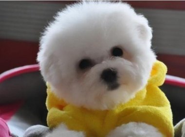 狗狗有泪痕是什么原因?正常的有这些原因