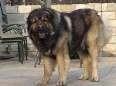 高加索犬怎么训练?对于大型犬要这样来训