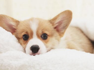 狗粮泡多久给小狗吃?都是根据这些情况来的