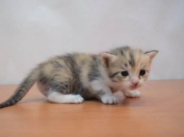 幼猫吃什么猫粮好？满足这些要求就行了