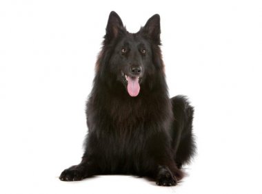 小型牧羊犬品种有哪些?该怎么训练它们