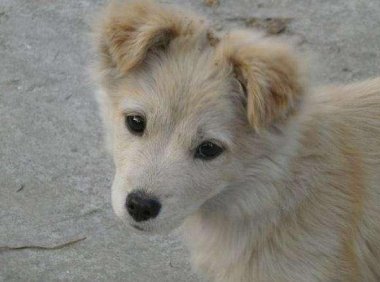 为什么土狗不用打疫苗？这是一个常识性的误解