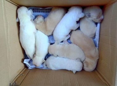 拉布拉多被打了抑郁吗?看完以下内容自然就明白了