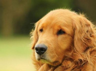 金毛可以吃米饭吗?适当的可以吃一些的