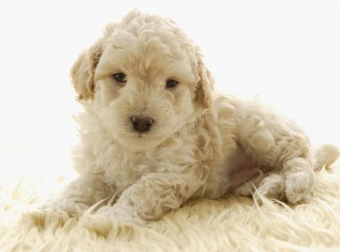 宠物狗在哪买?正规的地方才放心