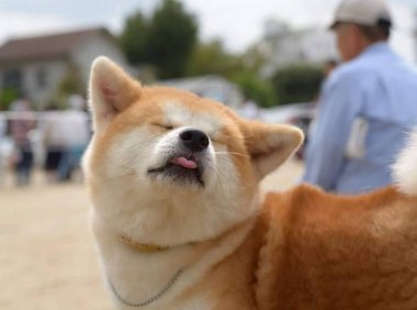 柴犬为什么那么贵?也需跟这个有关系