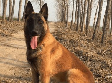 成年马犬可以换主人吗,它不只认一个主人