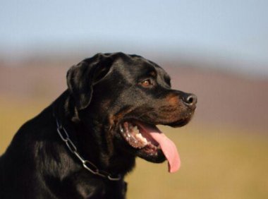 罗威纳犬好训练吗?办法总比困难多