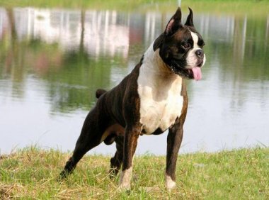 拳师犬的优缺点,养之前就该了解全面了