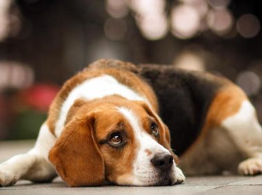 比格犬的训练？好方法都不是一蹴而就