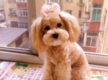 狗狗几个月开始训练?合适时间训练很重要