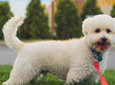 怎么训练泰迪?都讲究一个套路